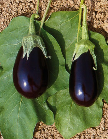 aubergine