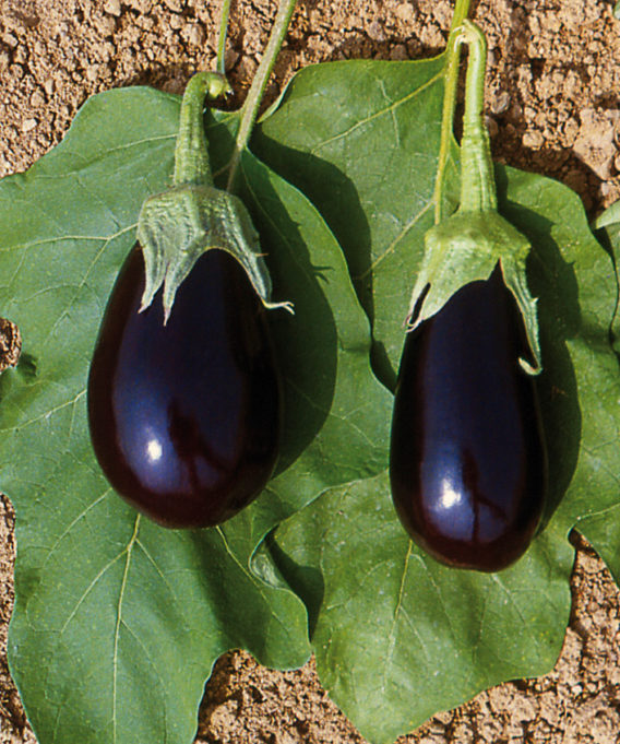 aubergine