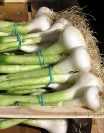 oignon blanc