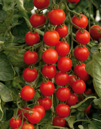 tomate cerise