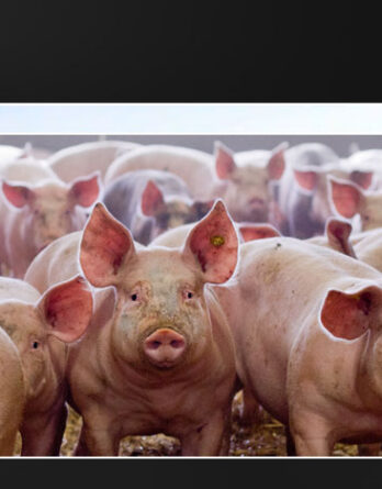 fiche commande viande de porc